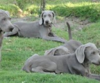 weimaraner valp