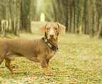 dachshund jakt