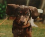 dachshund valp til salgs