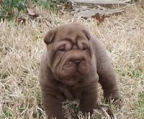 shar pei gemytt