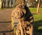 shar pei Norge