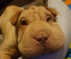 shar pei valper til salgs