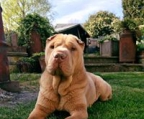 shar pei valper til salgs