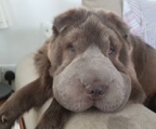 shar pei valper til salgs