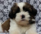 shih tzu oppdretter