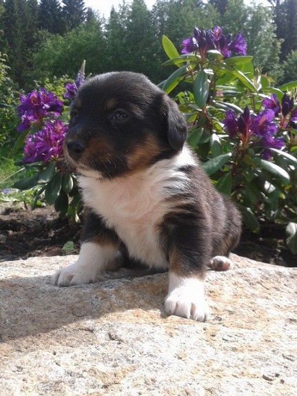 Flotte brukshund/familiehundvalper av bordercollie/engelsksetterblanding