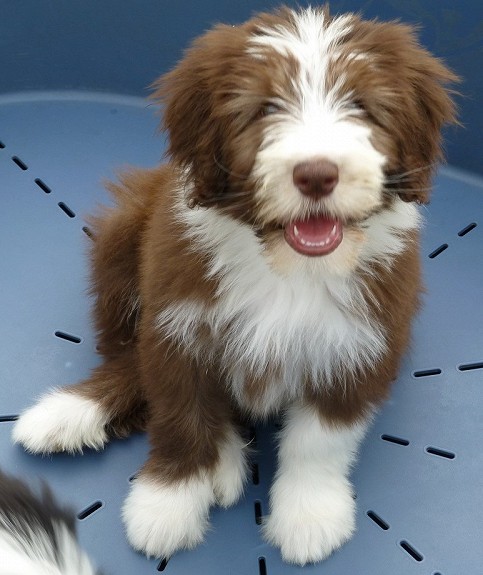 Bearded collie valper etter premierte gode familiehunder født 6/3 til salgs.
<br>
<br>5 hanner og 4 tisper i fargene sort/hvit og brun/hvit
<br>
<br>Kennel Honeybob holder til ca 4 mil fra Drammen
<br>
<br>Ring eller send gjerne mail for mer innfo