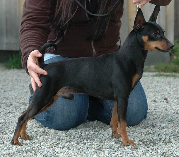 Dvergpinscher er en elegant, korthåret og kvadratisk liten hund. Den er livlig, temperamentsfull, selvsikker og harmonisk. En forminsket utgave av pinscher uten å vise dvergpreg. Stor hund i liten kropp. De er våkne og vil gjerne være med på det som skjer. 
<br>
<br>Far: C.I.B NORDCH NUCH SECH DKCH Tangetoppen`s Black Bentley reg.nr: 21066/06
<br>
<br>Mor: Warscot`s On The Top
<br>
<br>Begge foreldrene er øyenlyst og patella sjekket fri.
<br>
<br>Valpene leveres vaksinert, chippet og registrert i NKK.
<br>
<br>Leveringsklare i slutten av juli!
<br>
<br>Vi har to gutter for salg, en b/t og en rød.
<br>Gutta er klare for besøk! 
<br>De vokser opp i stua og blir godt sosialisert før de drar. Omgås store hunder daglig og blir mye håndtert fremover. 
<br>De leveres med litt utstyr og mat.
<br>
<br>For mer informasjon, ta kontakt for en hyggelig prat.