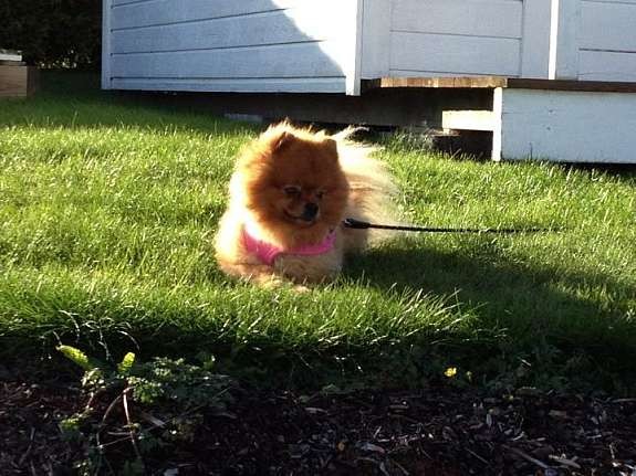 POMERANIAN HANNE TIL AVL!