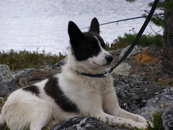 Aslaska husky gutt 5 år