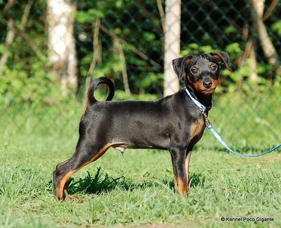 Dvergpinscher