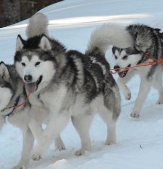 Alaskan malamute valper født