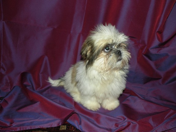 SHIH-TZU