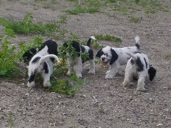 Amerikansk Cocker Spaniel Valper