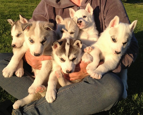 SIBERIAN HUSKY