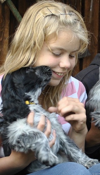 COCKER SPANIEL