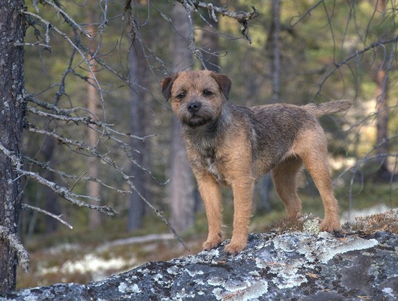 Border terrier valper ventes ca 20 juni hos kennel Terra Polar og er leveringsklare 8 uker gamle ( ca 16 august).
<br>
<br>Mor: Terra Polar\′s Heftige Bie
<br>Bie er stilt ut med 1 premie m/ ck som resultat
<br>Far: Barney
<br>Barney har 1 premie fra hiprøve og har en 2 premie fra utstilling
<br>
<br>Border terrier er en hund du kan bruke til \