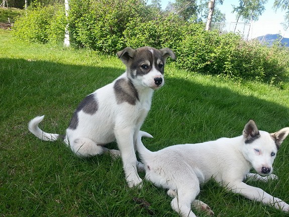 Alaska Husky valper