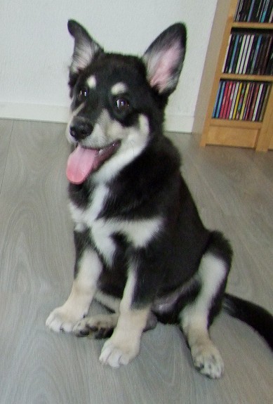 Lapsk Vallhund, hanne 3mnd