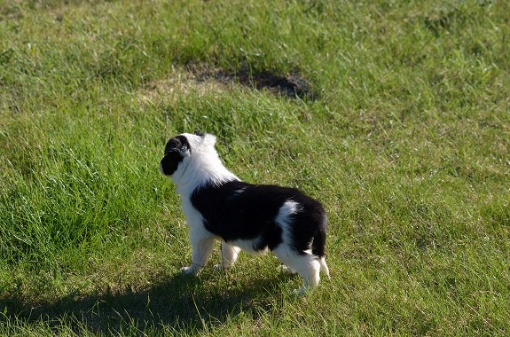 Border Collie valp, leveringsklar i midten av Juni mnd. Registrert i Norsk Kennel Klub, Chip merket og ormekur før levering. Stamtavle og eierskifte skjema leveres samtidig med valpen. Behjelpelig med frakt. Tlf 47161780