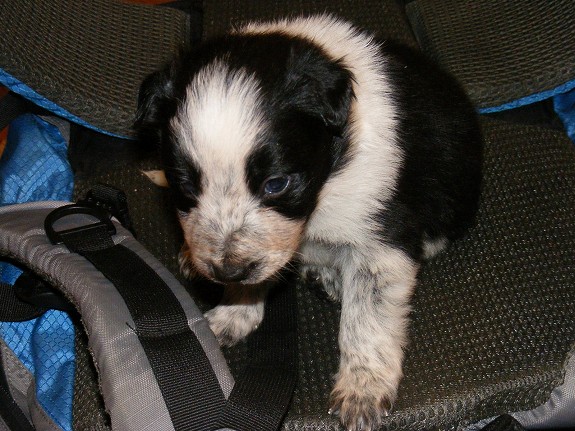 Border Collie stamtavle/ Id merket