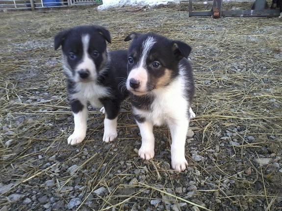 Border Collie valper etter gode linjer