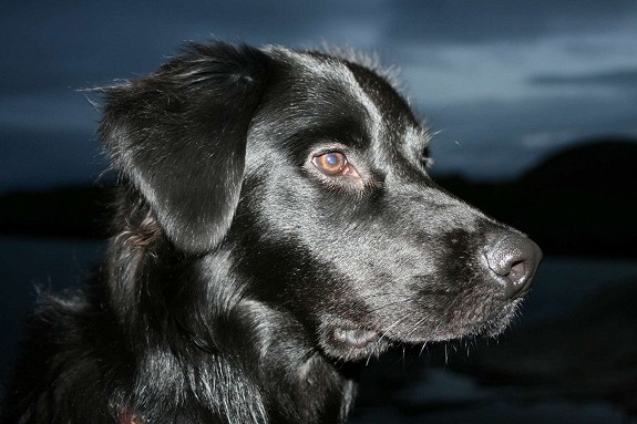 Er det noen som kunne tenke seg denne flotte gutten? Er blandings hund som blir 2 år i september. Han er en god gutt som heter Leo han liker lange turer,og masse kos .