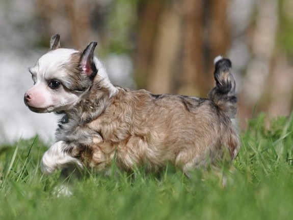 Chinese Crested Podwer Puff valper