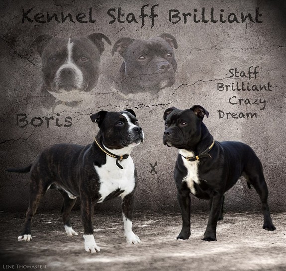 Beskrivelse
<br>
<br>Staffordshire bull terrier valper født 1 mai e. Boris reg nr: 19421/05 og Staff Brilliant Crazy Dream reg nr: NO42278/11
<br>
<br>Leveringsklare fra 26 juni.
<br>
<br>Valpene selges ferdig chippet,vaksinert og reg i NKK.
<br>
<br>For mere info ta gjerne kontakt på telefon eller mail.