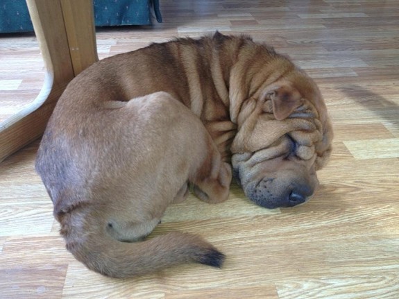 Ett år gammel Shar Pei-jente selges til snill, men bestemt familie. Lillemor er sosial og tillitsfull og er glad i både mennesker og dyr hun kjenner. Hun er vant til barn, katt og andre hunder. Hun er livlig og leken og flytter gjerne inn sammen med en firbeint gutt som hun kan få herje litt med. 
<br>
<br>Lillemor er litt reservert overfor fremmede, men svært nysgjerrig. Hun er svært hengiven og lærer lett. Hun har et fint lynne. Lillemor liker å ligge høyt (sofa) og kan kikke ut vinduet i mange timer. Hun er vakthund og sier ifra om det kommer noen til huset. 
<br>
<br>Lillemor ønsker fortrinnsvis å komme til en familie som kan ha henne med i det daglige. Hun trives ikke med å være alene og gir høylydt uttrykk for sin misnøye med det.
<br>
<br>De som skal ta en Shar Pei i hus må lese seg til kunnskap om rasen om man ikke er kjent med den fra før. 
<br>
<br>Tidligere valpekjøper ønsket ikke å beholde henne grunnet flytting og vi mener Lillemor har flyttet nok, så vi vil være svært strenge på at nye eiere er sikre på at de virkelig ønsker henne.
<br>
<br>Lillemor er chippet og registrert i NKK. Begge foreldrene er Shar Pei.