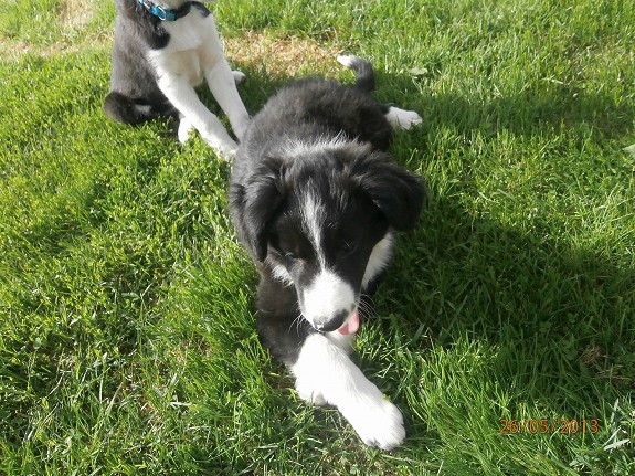 Vi selger to hanner av rasen Border Collie. De er chippet, vaksinert og leveringsklare. Tydelig godt gjeterinstinkt og begge foreldre er friske. Valpene selges for 3000,- fordi de ikke er registrert i Norsk Kennel Klubb og foreldrene ikke har gjeterhundprøven. 