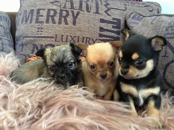 3 nydelige chihuahuavalper fra seriøst familieoppdrett selges. Det er tre tisper, ei korthår (sand farge), ei langhår (grå), og ei Black and Tan som pr i dag er vanskelig å si om hun blir langhår eller korthår
<br>
<br>De er født 18.mai, og er leveringsklare ca 10.juli. 
<br>De vokser opp i stuen, og er familiekjære og sosiale. Vant til barn.
<br>
<br>Vi legger ned mye jobb i arbeidet med valpene våre, for å sikre en god start på livet i trygge omgivelser. De vennes til halsbånd, og gå i bånd, til å være i bur, til å være ute, og til å kjøre bil. De siste par ukene før levering vennes de gradvis til å være borte fra flokken enkeltvis
<br>
<br>Valpene leveres med:
<br>
<br>- NKK registrert med stamtavle. 
<br>- Forhåndsforsikret i Agria 
<br>- Individuell veterinærattest 
<br>- Vaksinert
<br>- Microchip
<br>- Fått 3x markkur
<br>- Fått flere ganger kloklipp 
<br>
<br>Medfølger omfattende valpepakke. 
<br>
<br>- Valpepakke fra Eukanuba med 1 kg kvalitetsfor, og informasjon om hundehold og foring. 
<br>- Halsbånd
<br>- Flexi snellebånd
<br>- Klotang
<br>- Teppe fra valpekassa med lukt av mor og søsken
<br>
<br>Valpene er etter friske, selvfødende linjer: 
<br>
<br>Far: NO 42467/12 Baron Barbarossa av Kruttorp. En kjempeflott korthår, utrolig godt gemytt, etter meget attraktive linjer. Hans far er multichampion NUCH NV Harry My Pride And Joy, og broren er Jackson My Pride And Joy. Baron er til nå stilt kun en gang, og fikk en 1.plass (excellent). 
<br>
<br>Mor: NO 55310/10 Nuna. Vakker, raserypisk og snill. Hun er også etter høyt premierte linjer. Hennes mor er Lille Frøken Fiona, som gjør det meget godt i ringen, hun er etter NUCH Sweet Senoritas Simon. 
<br>
<br>Ta kontakt dersom du ønsker å gi en av disse nydelige valpene et godt hjem. 
<br>
<br>Vi er aktive medlemmer i:
<br>
<br>- NKK
<br>- Norsk chihuahuaklubb
<br>- Norsk miniatyrhundklubb
<br>
<br>Ta helst kontakt på mail i første omgang :)