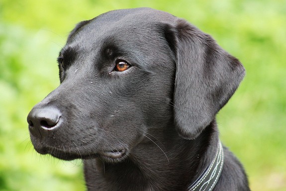 Jakt labrador/ Labrador retriever