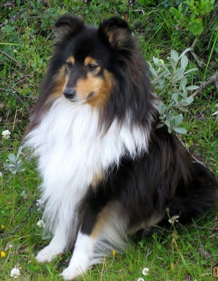 SHETLAND SHEEPDOGVALPER