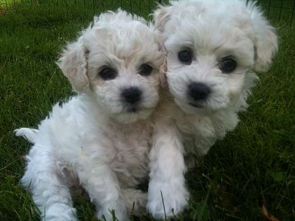 Bichon Frisévalper