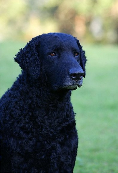 Curly Coated Retriever valper