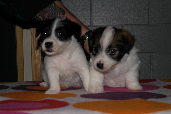 Jack Russell Terrier valper