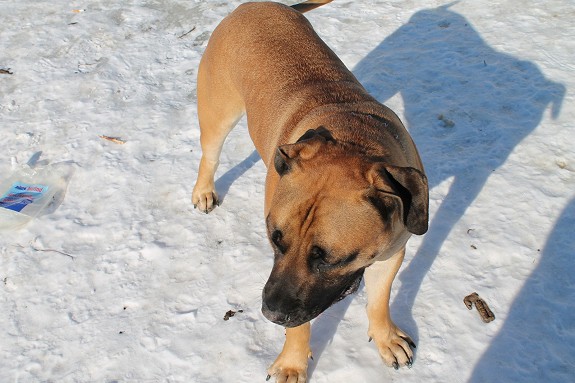 17 måneder gammel Boerboel tispe selges til hundevante mennesker. Vesla er en snill og god jente. Grunnen til at jeg selger henne er at hun ikke går så godt sammen med mine andre tisper. Vil gjerne at hun kommer til et sted hvor hun har mulighet til å gå litt løs. Gjerne litt landlig. Dette er heller ikke en førstegangs hund så mennesker med erfaring med store raser er en fordel. Vesla ligger i bur om natten og har heller ingen problem med å være litt i hundegård. Hun elsker å kjøre bil.