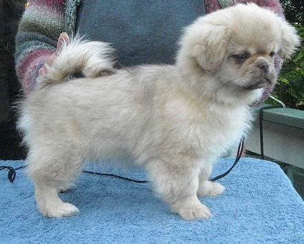 Tibetansk spaniel valp