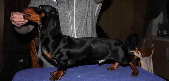 Barrengen`s Black Jack er nå på utkikk etter nye eiere. 
<br>Han er født og oppvokst hos meg, og er en kjempe flott hund. Han er født 15 August 2012.
<br>Utviklingen hans er enorm! Han er veldig lærevillig, og lærer veldig fort. Han er en blid og utadvendt gutt som fortjener å komme til ett hjem som har bare han å tenke på. 
<br>Han er fulgt opp med vaksiner, og er chippet.
<br>Jack har en utstillingsfeil (mangler en tann), som gjør at han ikke kan brukes i AVL eller stilles ut. Han er røntget, så vi vet at den mangler, og at denne \