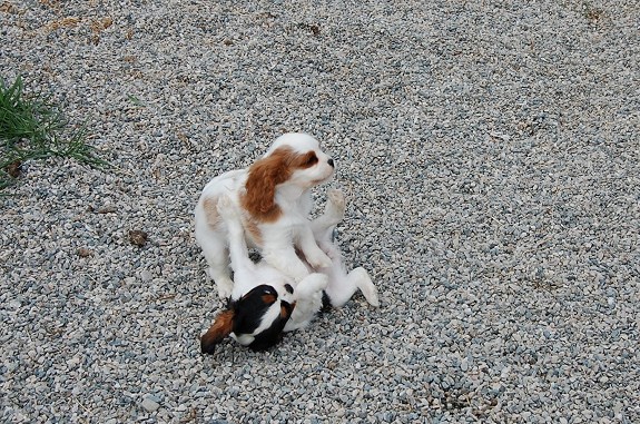 Cavalier King Charles valp