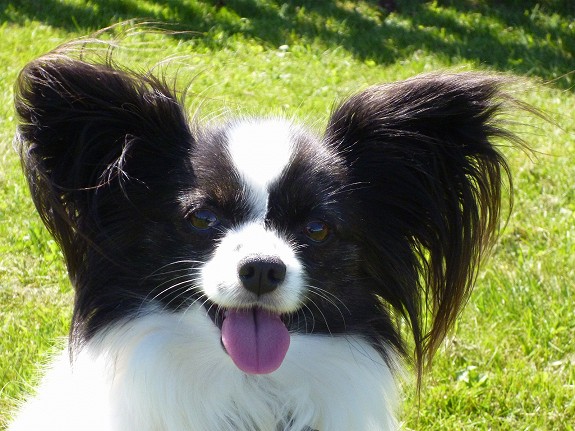 Papillon tispe