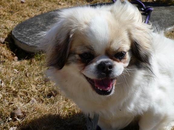 Tibetansk spaniel tispe.