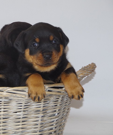 Rottweiler valper leveringsklar