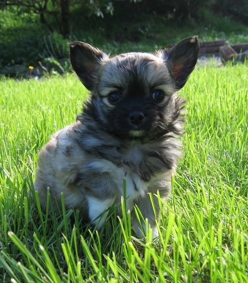 Nydelige Langhårs Chihuahua, hanner og tisper