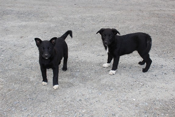 Har to stk flotte tispevalper. Blandingshund BorderColli/Svart Elghund. Fødd 6 april og trenger et nytt hjem, klar for levering. Både mor og far er reinrasa fra gode gener. Mor er Border Collie (tricolor medium coated). Far er Svart elghund. Begge hundene og valpene er vant med små barn. Flott turkamerat.