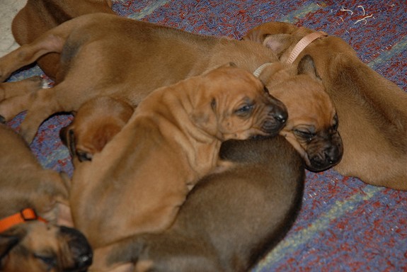 Rhodesian Ridgeback Kun togutter igjen