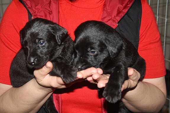 Kennel Faks har vakre labrador valper tilsalgs! Etter slanke, engelsk importerte FTCH og FTW linjer.Ta gjerne en titt på våres hjemmeside eller FB. Dette er det vi kaller i Norge for en sportslabrador eller jaktlabrador som helt klart orker en tur over vidden, bære kløv,og de slanker sin eier med joggeturer etc. Vi bruker Norsk Kennel Klubb sine kjøpekontrakter og helseattest av veterinær samtidig som de får sin første vaksine. De får naturligvis stamtavle fra Norsk Kennel Klubb.
<br>Denne typen hunder er lett å dressere og passer for aktive menesker.Foreldrene er selvfølgelig hd,ad,øyelyst,optigen testet for PRA.Valpene er også forsikret for skjulte feil i Agria.Vi har laget hunder som brukes til:familiehunder,redningshunder,jakthund,narkotikahun,lydighet,spor,kantarel etc.Leveringsklare fra 17 Juni.