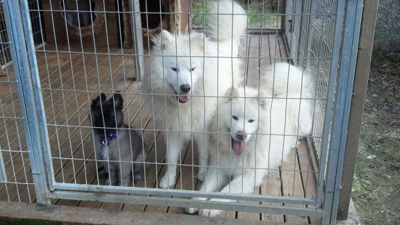 Samojed valper til salgs