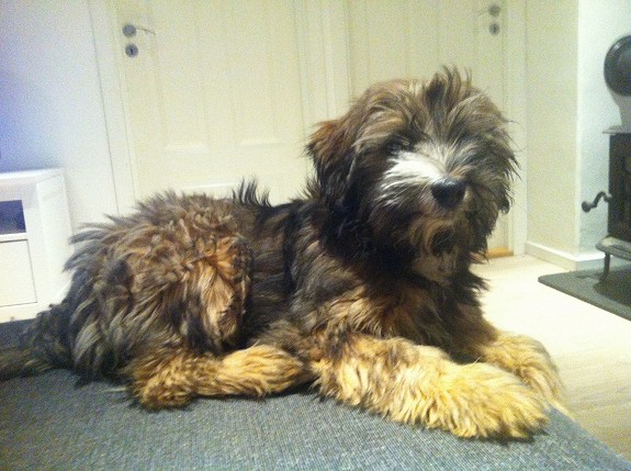 tibetansk terrier valper, til red pris pga alder.